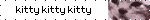 kitty kitty kitty