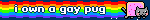 i own a gay pug