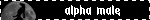 alpha male