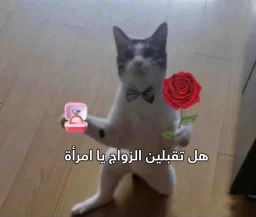 Amm's profile picture