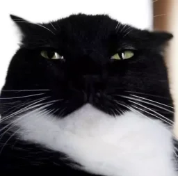 mothebeeman's profile picture