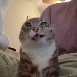 user pfp