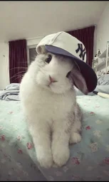 user pfp