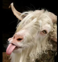 user pfp