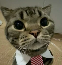 user pfp