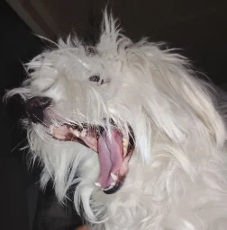 user pfp