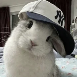 rabbit.1982659's profile picture