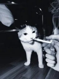 user pfp