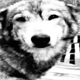 user pfp