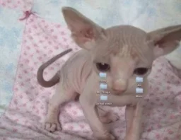 user pfp