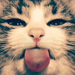 user pfp