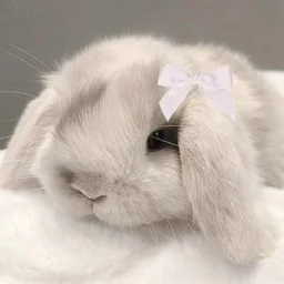 user pfp