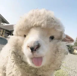 user pfp