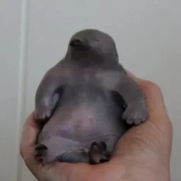 user pfp