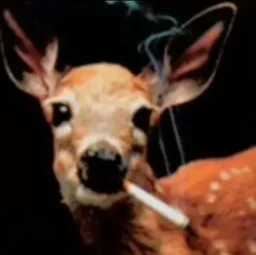 user pfp