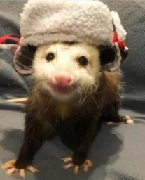user pfp