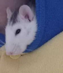 user pfp
