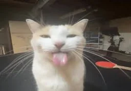 user pfp