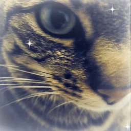 user pfp