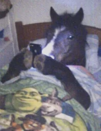 user pfp