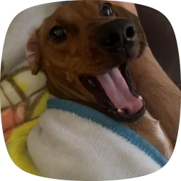 user pfp