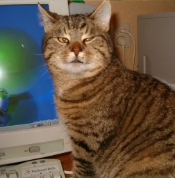 user pfp