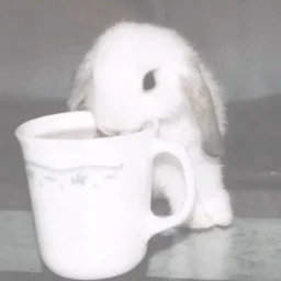 user pfp