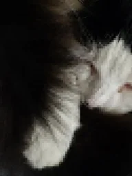 user pfp