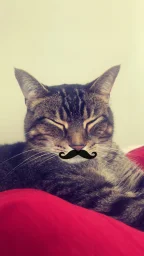 user pfp