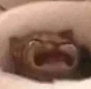 dog's profile picture