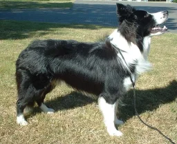 Maple's profile picture