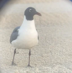 user pfp