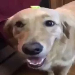 user pfp