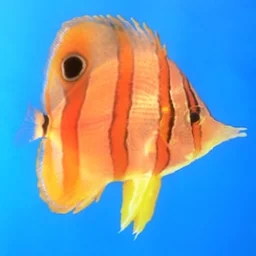 user pfp