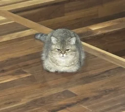 user pfp