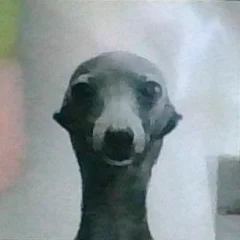 user pfp