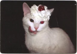 user pfp