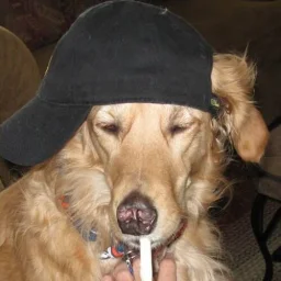 user pfp