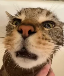 user pfp
