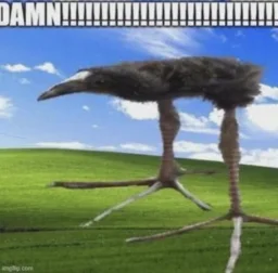 user pfp