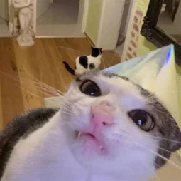 user pfp