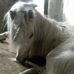 user pfp