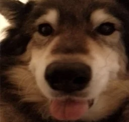 user pfp
