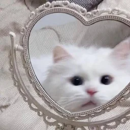 lexxiemeow
