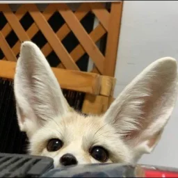 user pfp