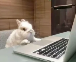 user pfp
