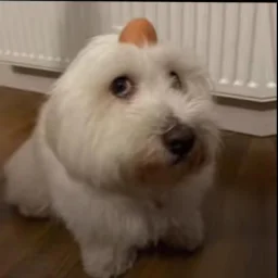 user pfp