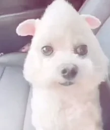 user pfp