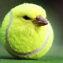 user pfp