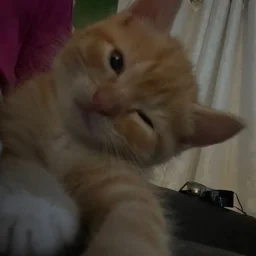 user pfp